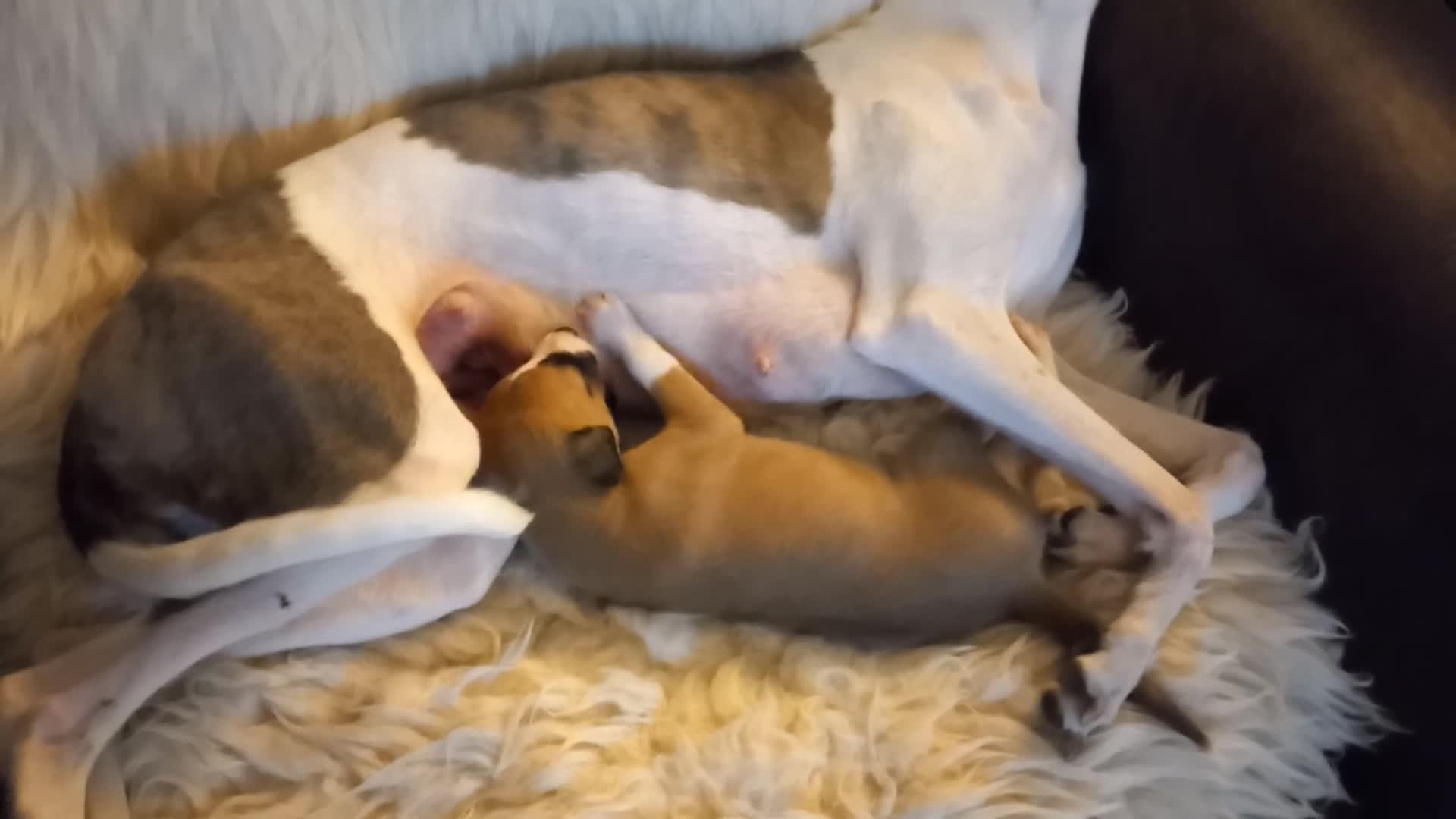 Whippet dogs for sale: 4 beautiful KC whippet puppies! - Video 1