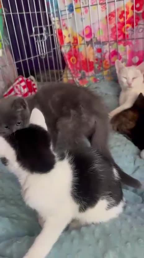 Mixed Breed cats for adoption: Its time for rescue cat snowflake to have a home - Video 3