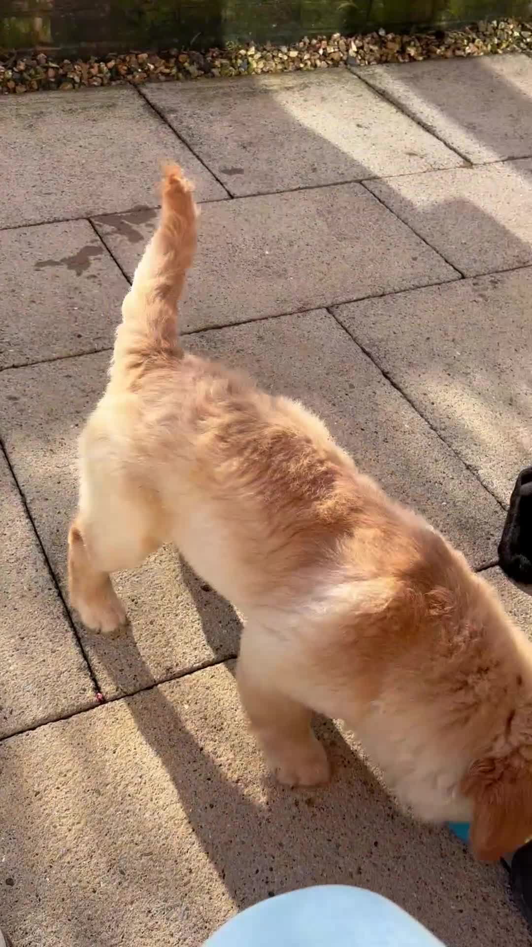 Mixed Breed dogs for sale: Cocker Spaniel cross Chow Chow puppies - Video 2