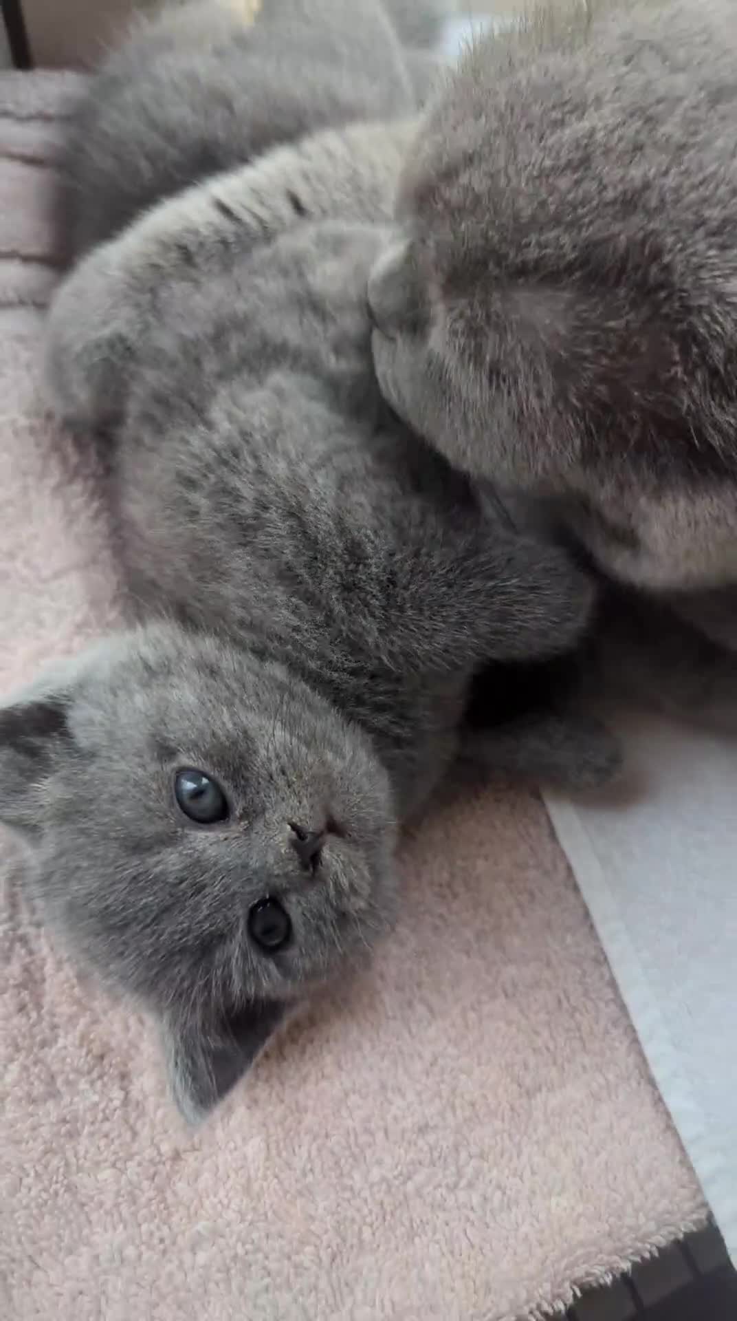 British Shorthair cats for sale: 1 boy & 1 girl - Parents Pedigree DAD x5 champion  in Braintree - Video 1