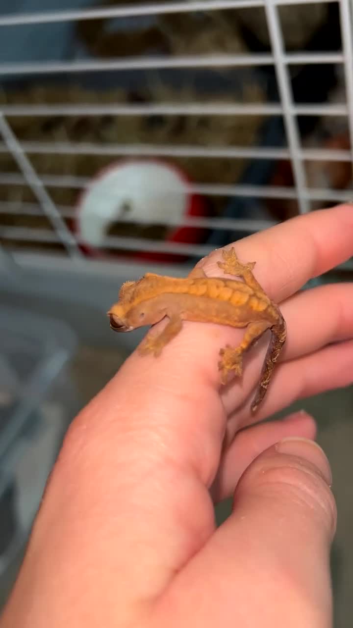 Gecko reptiles for sale: Young Crested Geckos X2 LEFT - Video 2