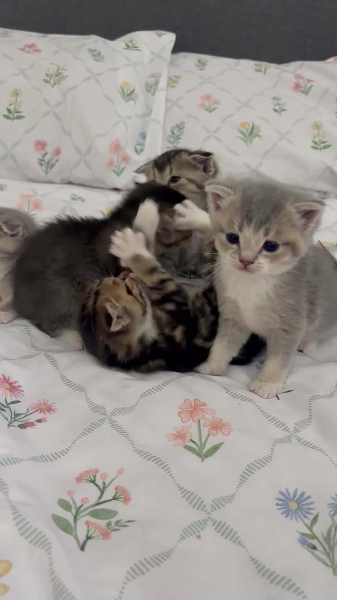 Scottish Fold cats for sale: beautiful scottish fold kittens 💕🧸 - Video 1