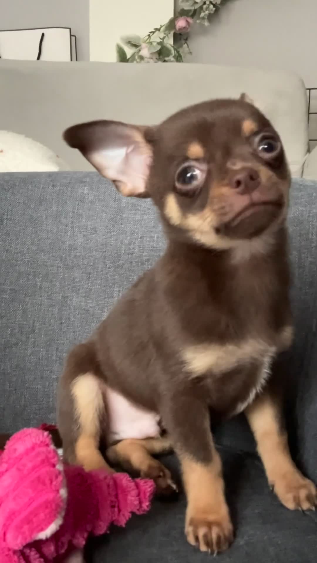 Chihuahua dogs for sale: Chihuahua Puppies  - Video 2
