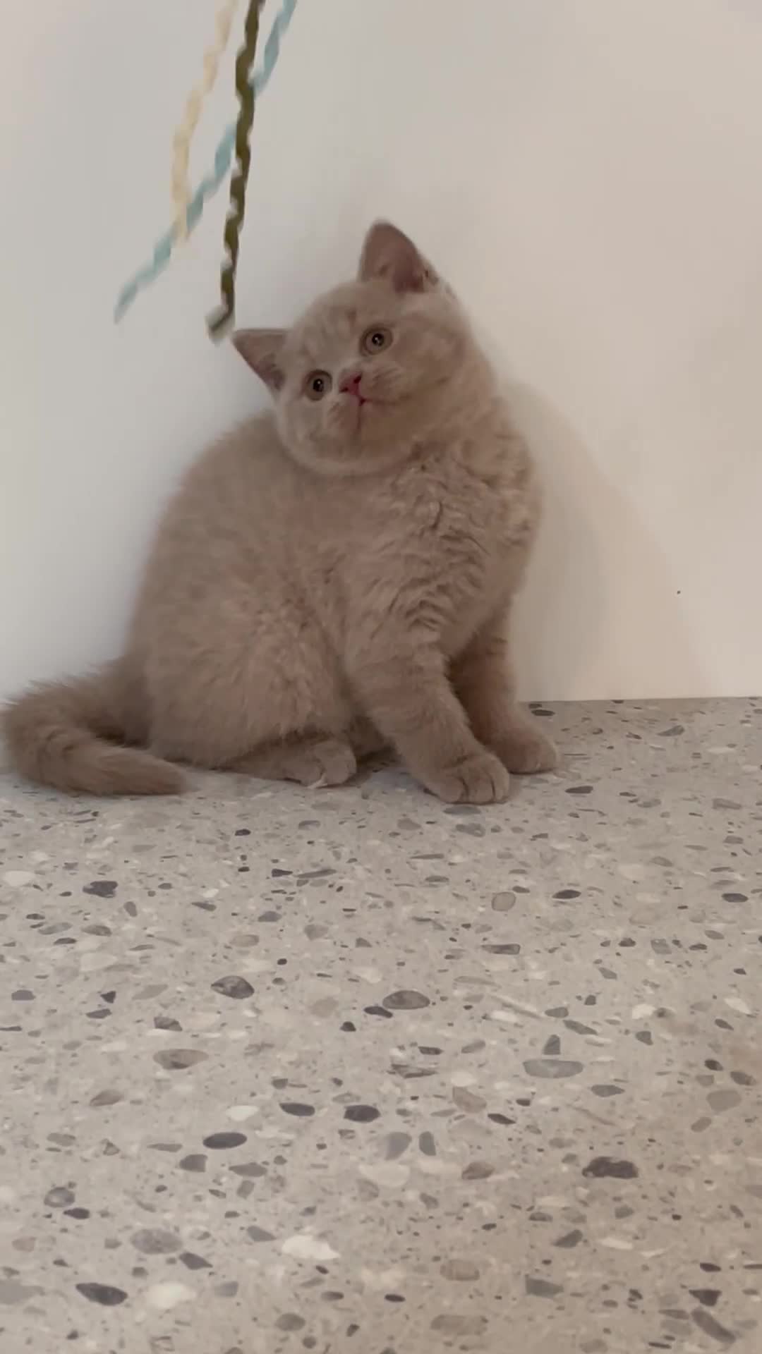 British Shorthair cats for sale: FEMALE & MALE BRITISH SHORTHAIR KITTENS GCCF - Video 1