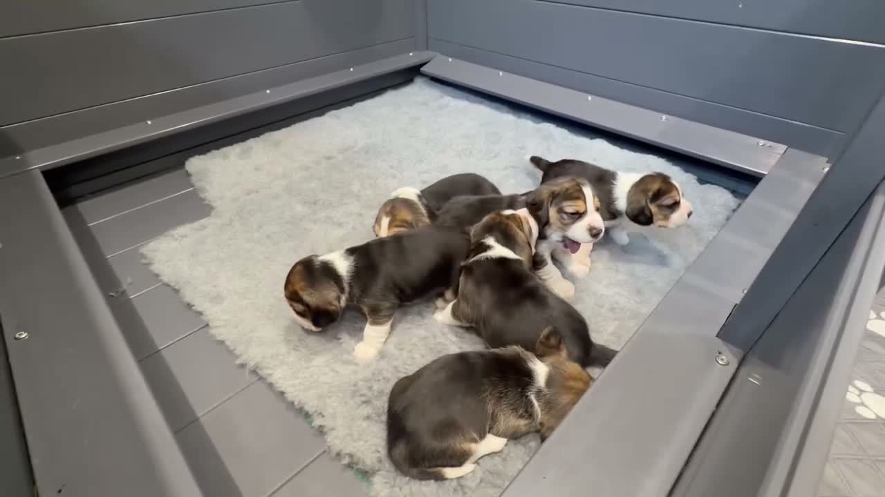 Beagle dogs for sale: KC registered stunning Beagle - Video 2