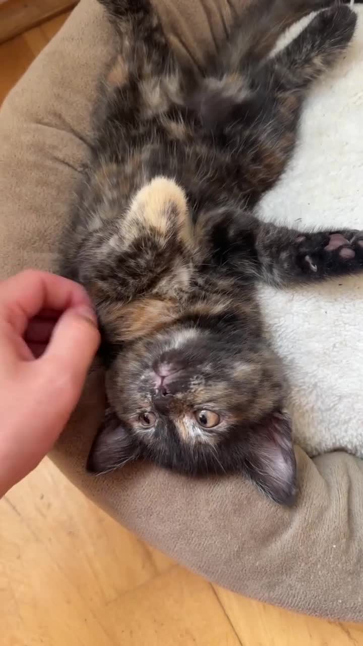 Domestic Shorthair cats for sale: Ginger boy & tortie girls waiting for new families - Video 3