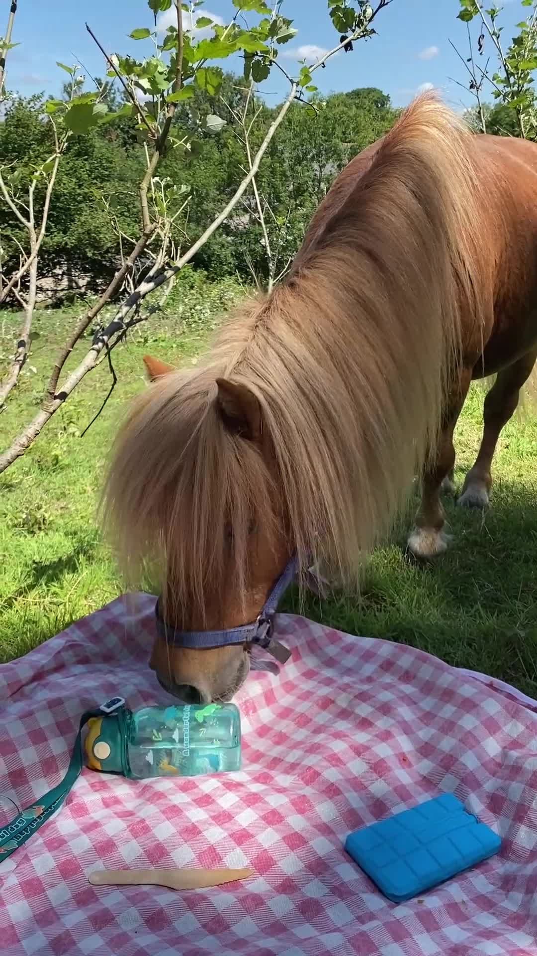 Shetland pony horses for sale: Proven ride and drive miniature Shetland stallion  - Video 1