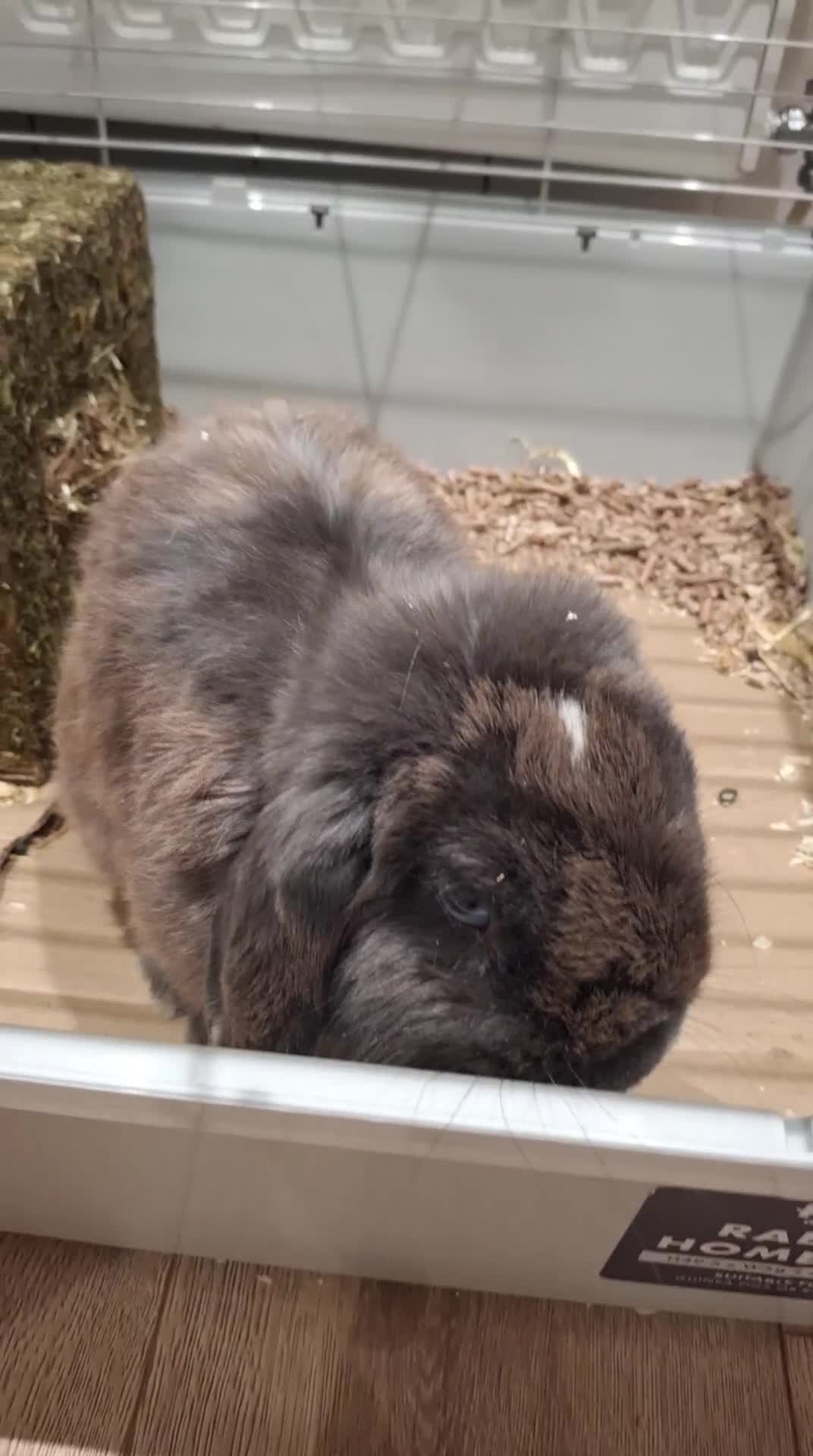 Mini Lop rabbits for sale: Male Mini Lop Rabbit with Hutch and accessories - Video 2