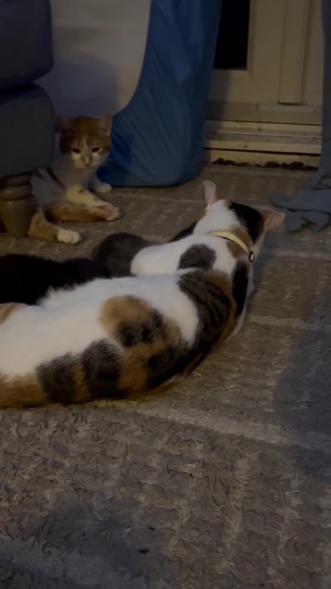 Mixed Breed cats for sale: 4 beautiful, confident kittens for sale in Milton Keynes - Video 2