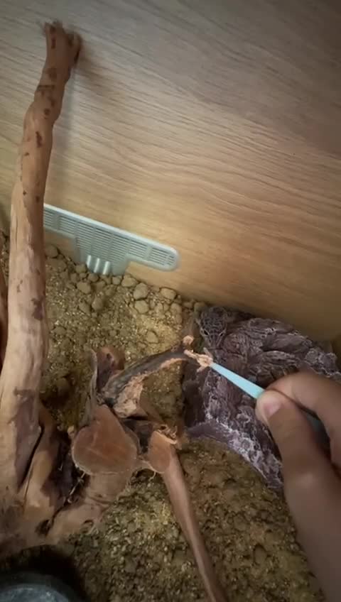 Gecko reptiles for sale: Lovely baby leopard gecko - Video 1
