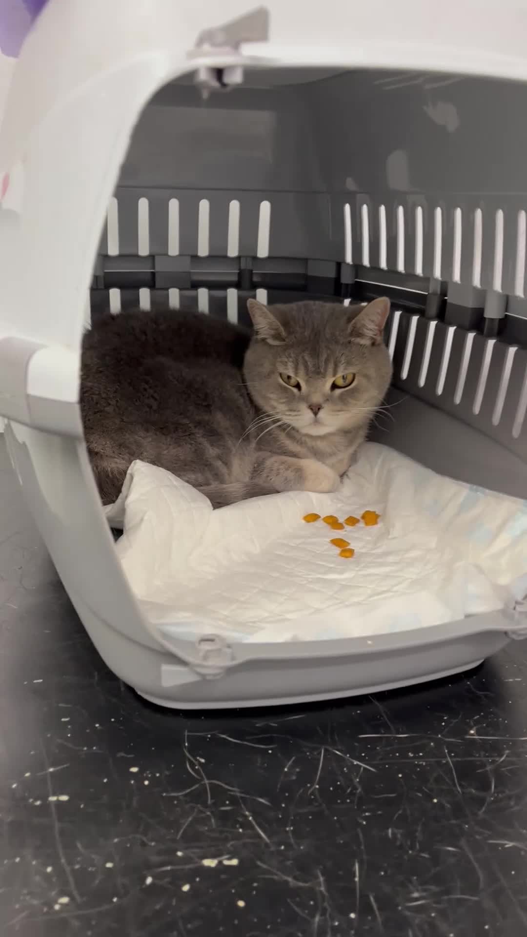 British Shorthair cats for sale: British Shorthair  - Video 1