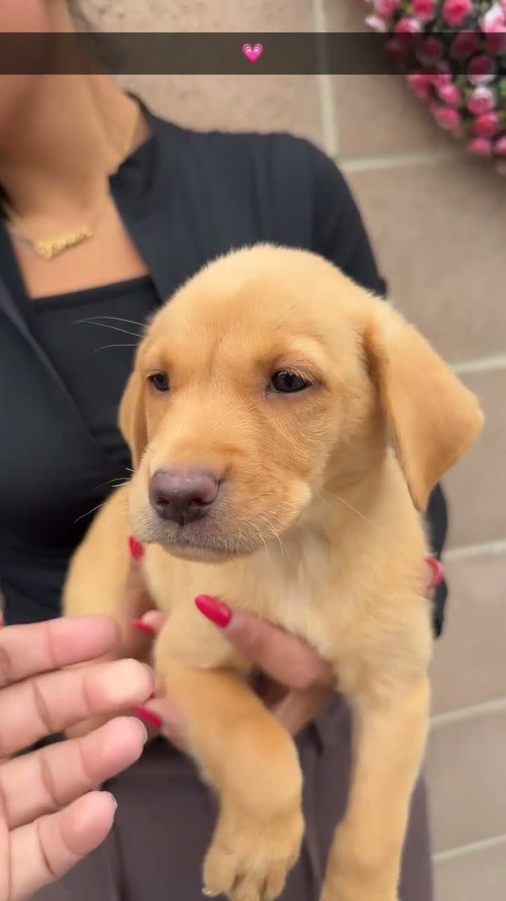 Labrador Retriever dogs for sale: Eight beautiful Labrador puppies  in Westbury - Video 1