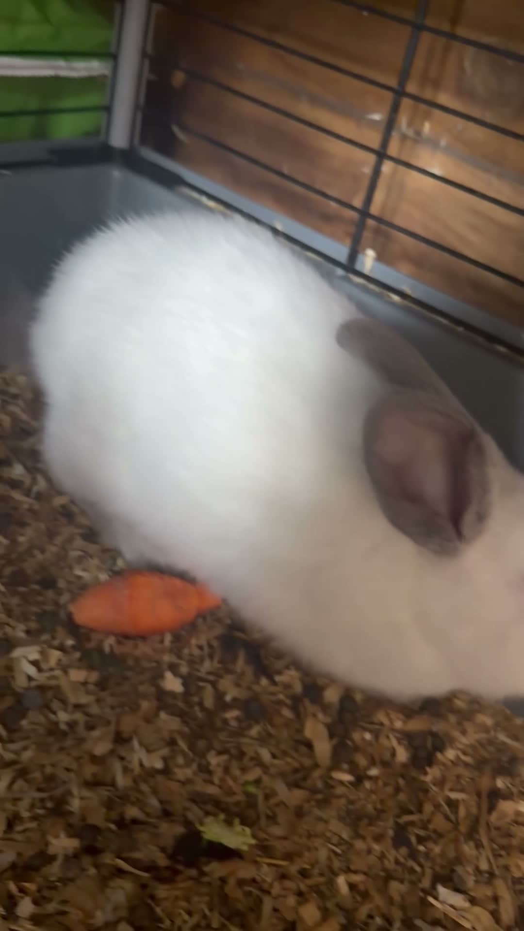 Mixed Breed rabbits for sale: Mixed breed Rex and New Zealand for sale females  - Video 1