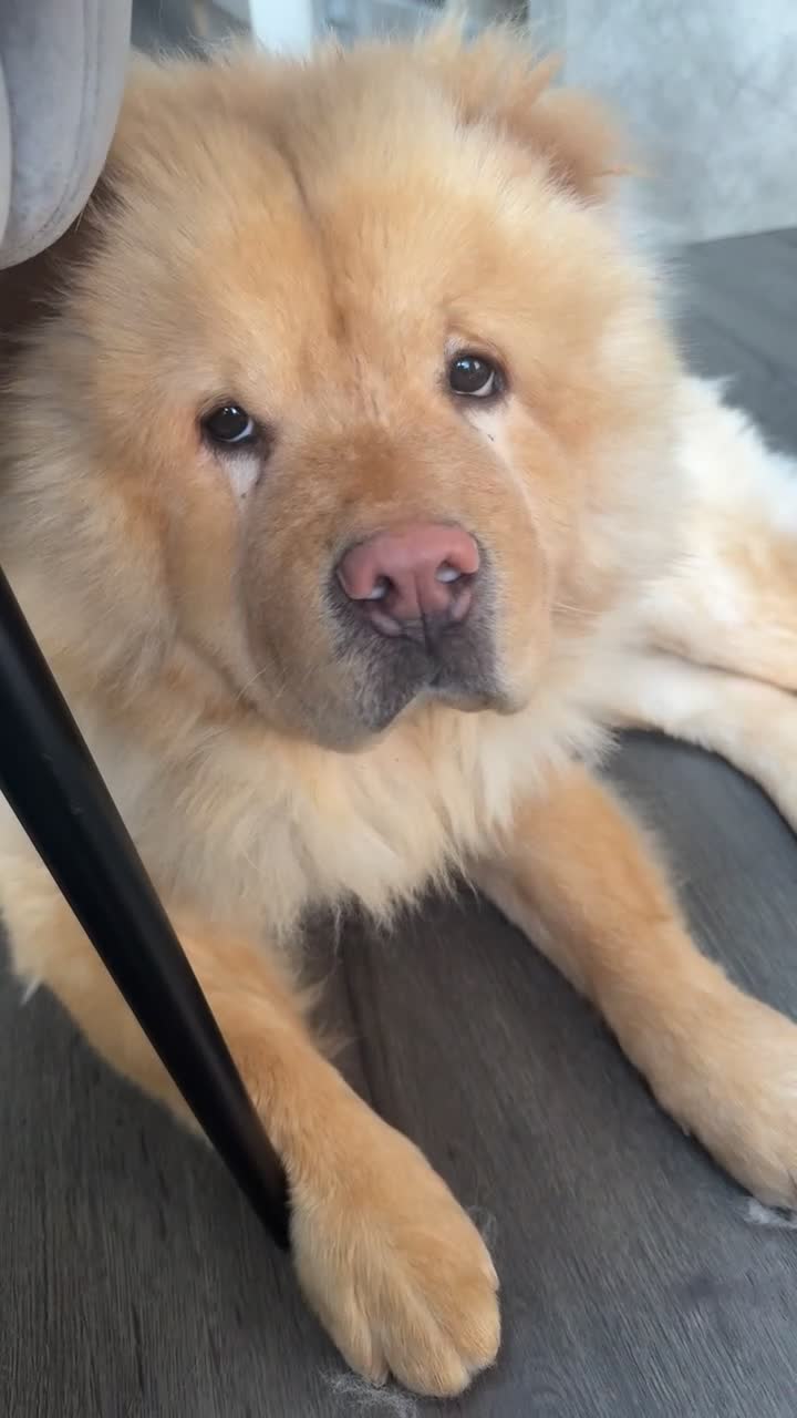 Chow Chow dogs for sale: Simba  - Video 1