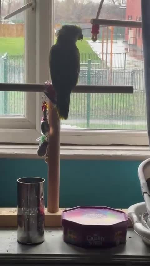 Parrots birds for sale: Beautiful blue front Amazon  - Video 2