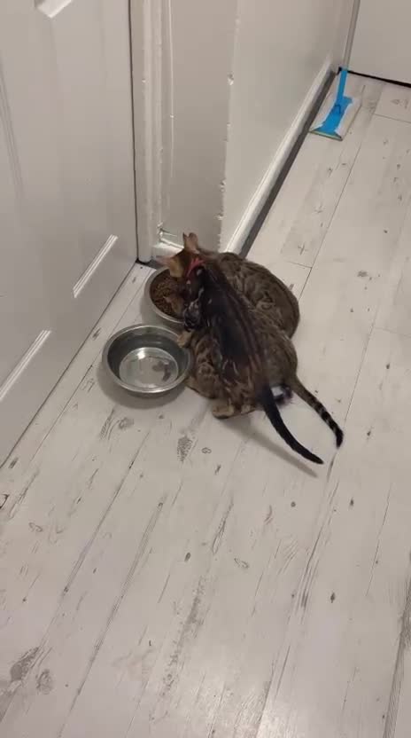 Bengal cats for sale: Bengal kittens  - Video 1