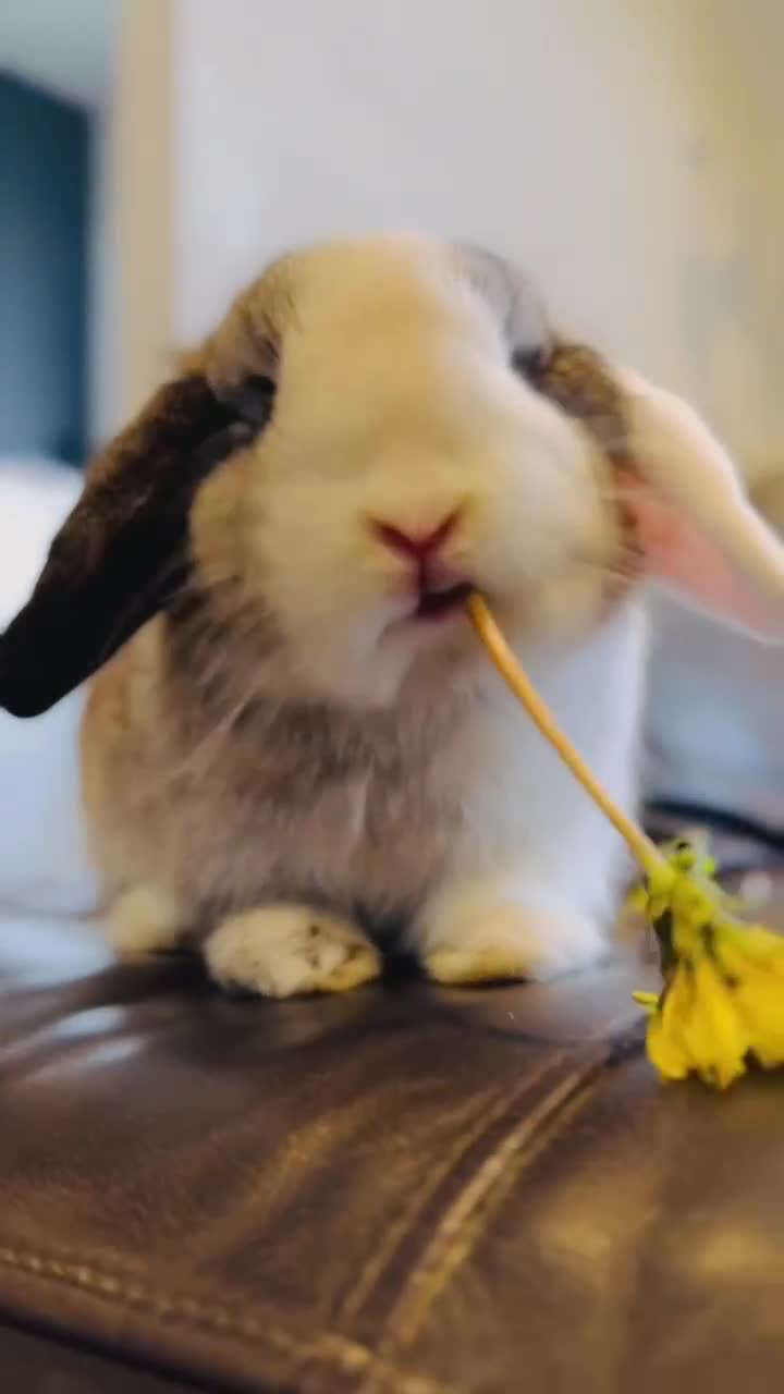 Mini Lop rabbits for sale: Beautiful Mini Lops - Ready Now - 1 Boy 2 Girls - Video 1