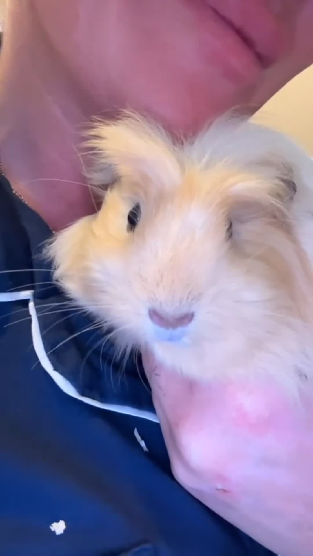 Guinea Pig rodents for sale: 2 females  in Prenton - Video 2