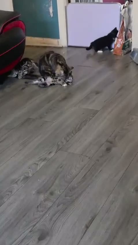 Mixed Breed cats for sale: lovely kittens  - Video 1