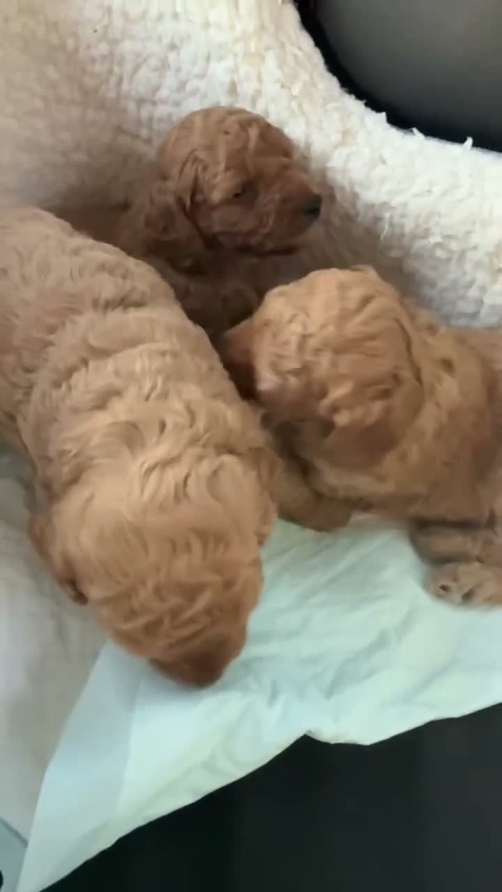 Mixed Breed dogs for sale: Miniature poodle  - Video 1