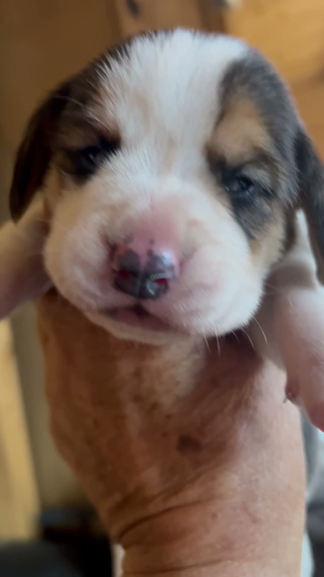 Beagle dogs for sale: STUNNING LITTER OF KC REG CHAMPION LINE BEAGLES  - Video 1