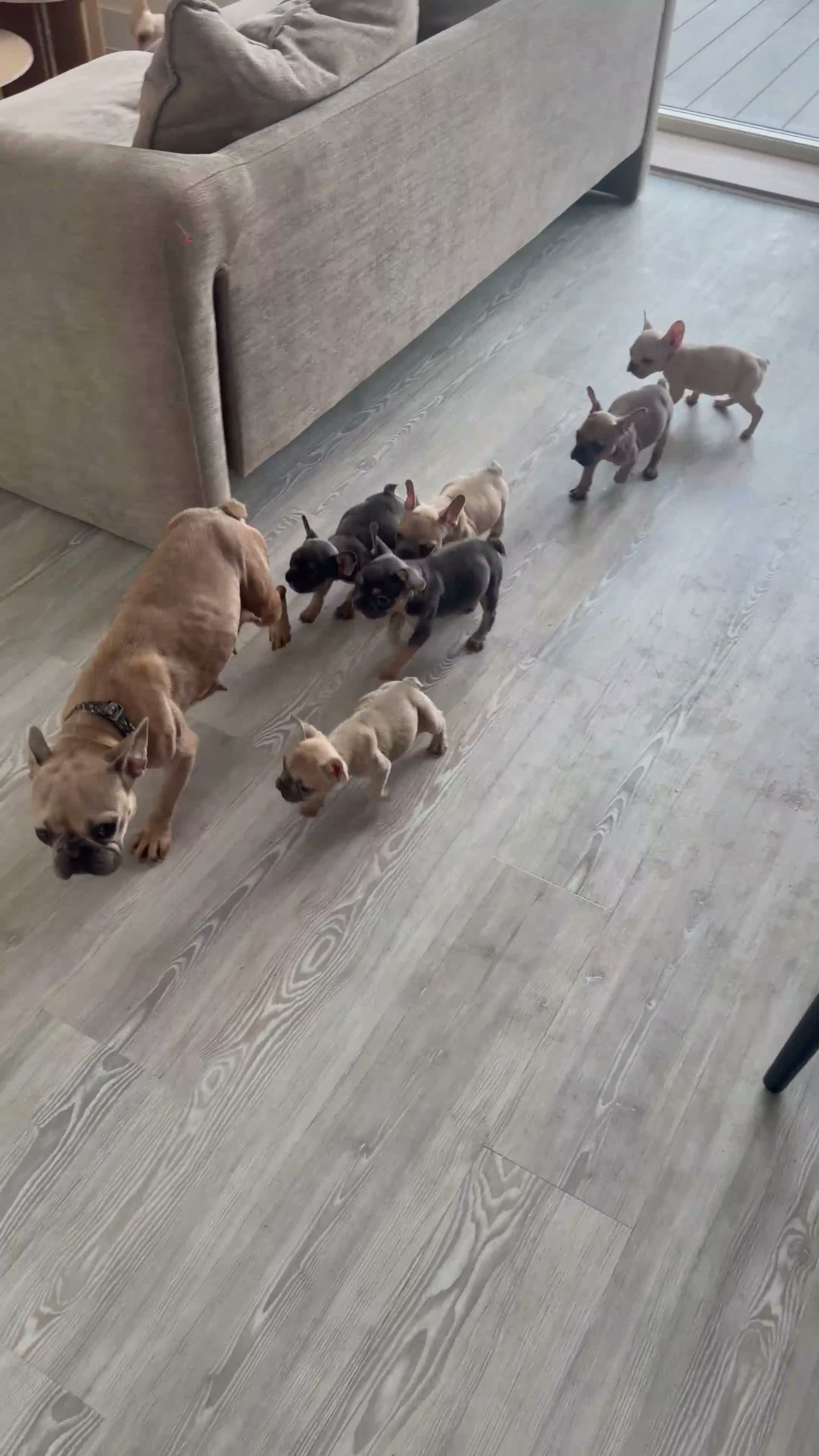 French Bulldog dogs for sale: ‼️FinalPriceDrop‼️Beautiful FrenchBulldog Puppies  - Video 1