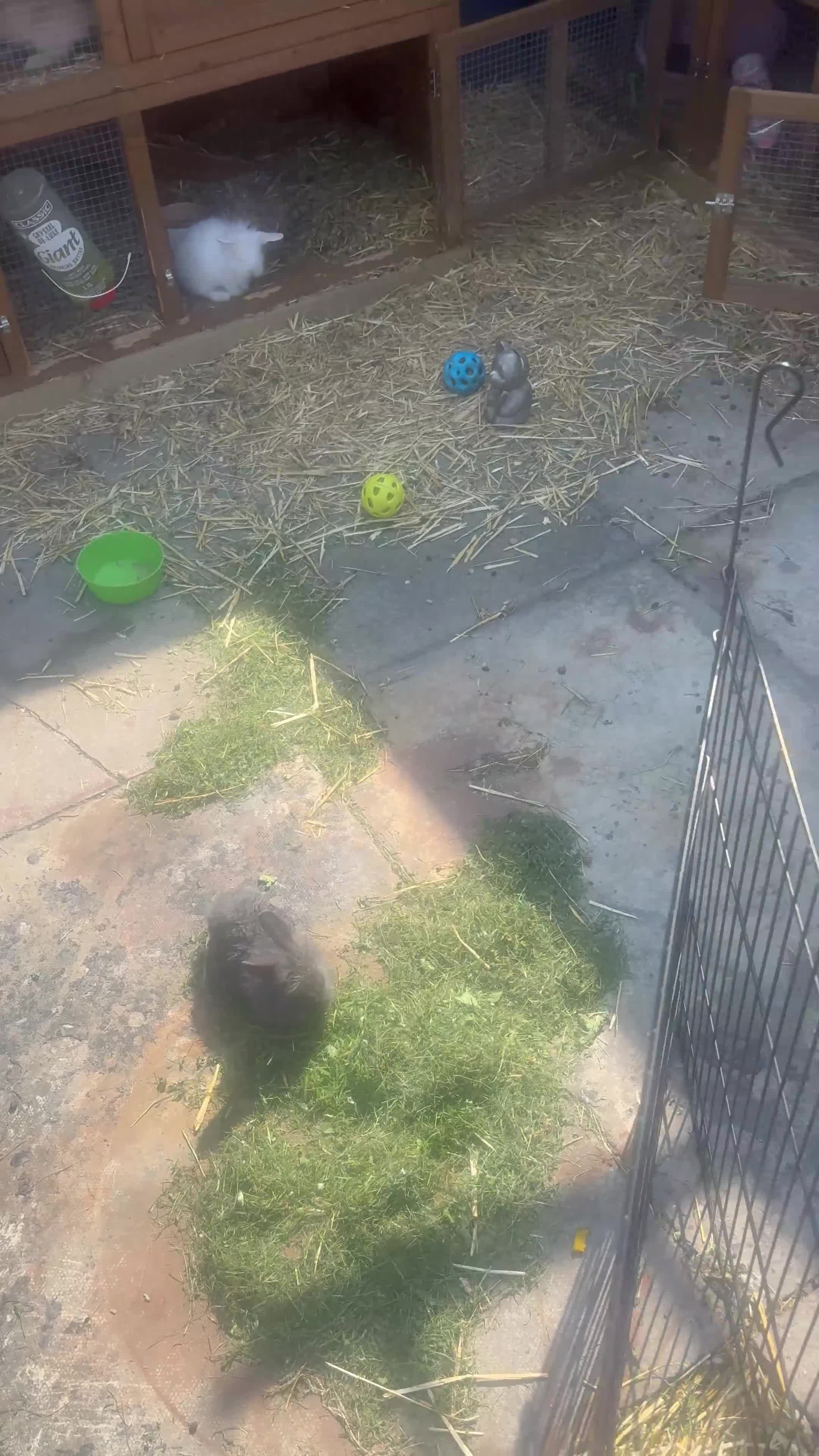 Mixed Breed rabbits for sale: Rabbits  in Darlington - Video 1