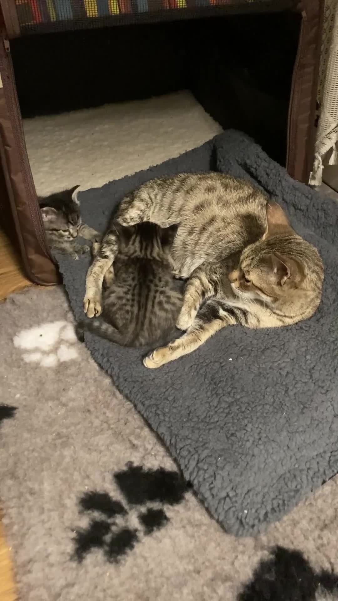 Savannah cats for sale: Beautiful Male Savannah Kitten for sale - Video 3