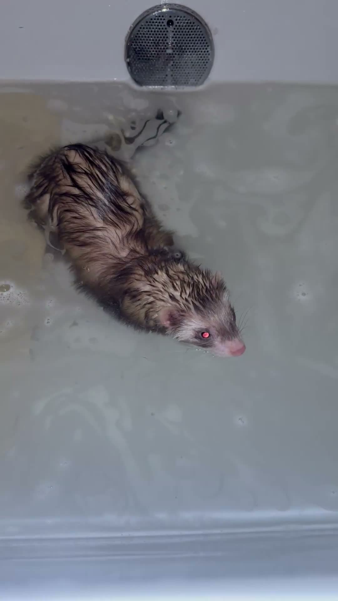 Ferret rodents for sale: Two female ferrets and whole set up.  - Video 4