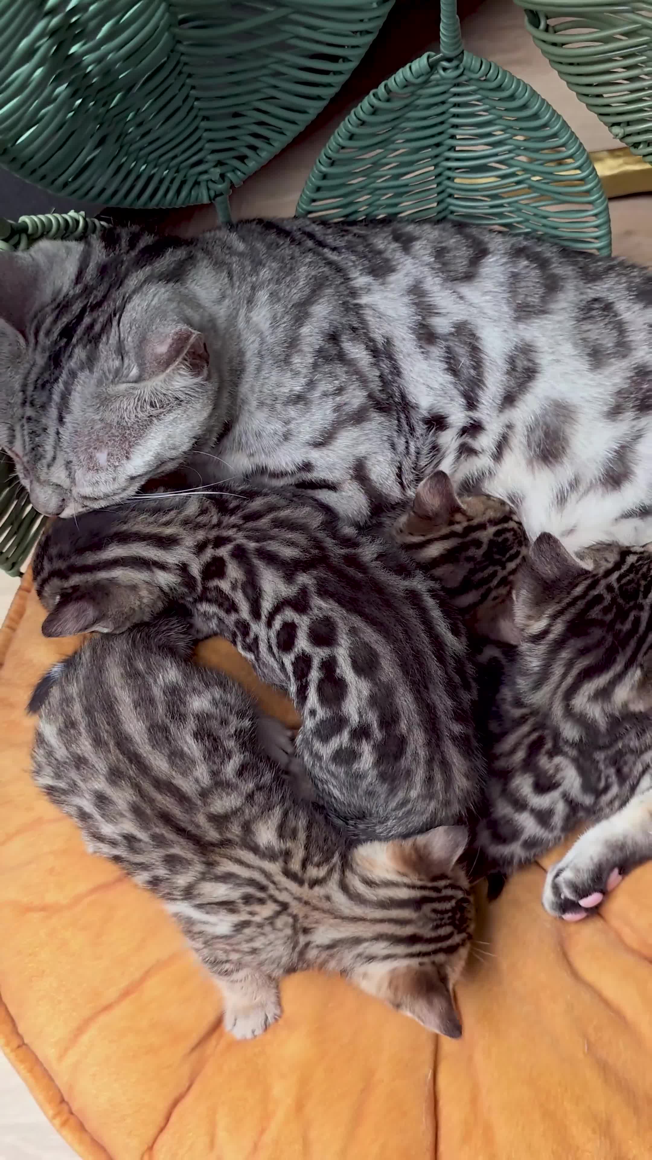Bengal cats for sale: BABETTE-LAST available girl from the litter-TICA  - Video 1