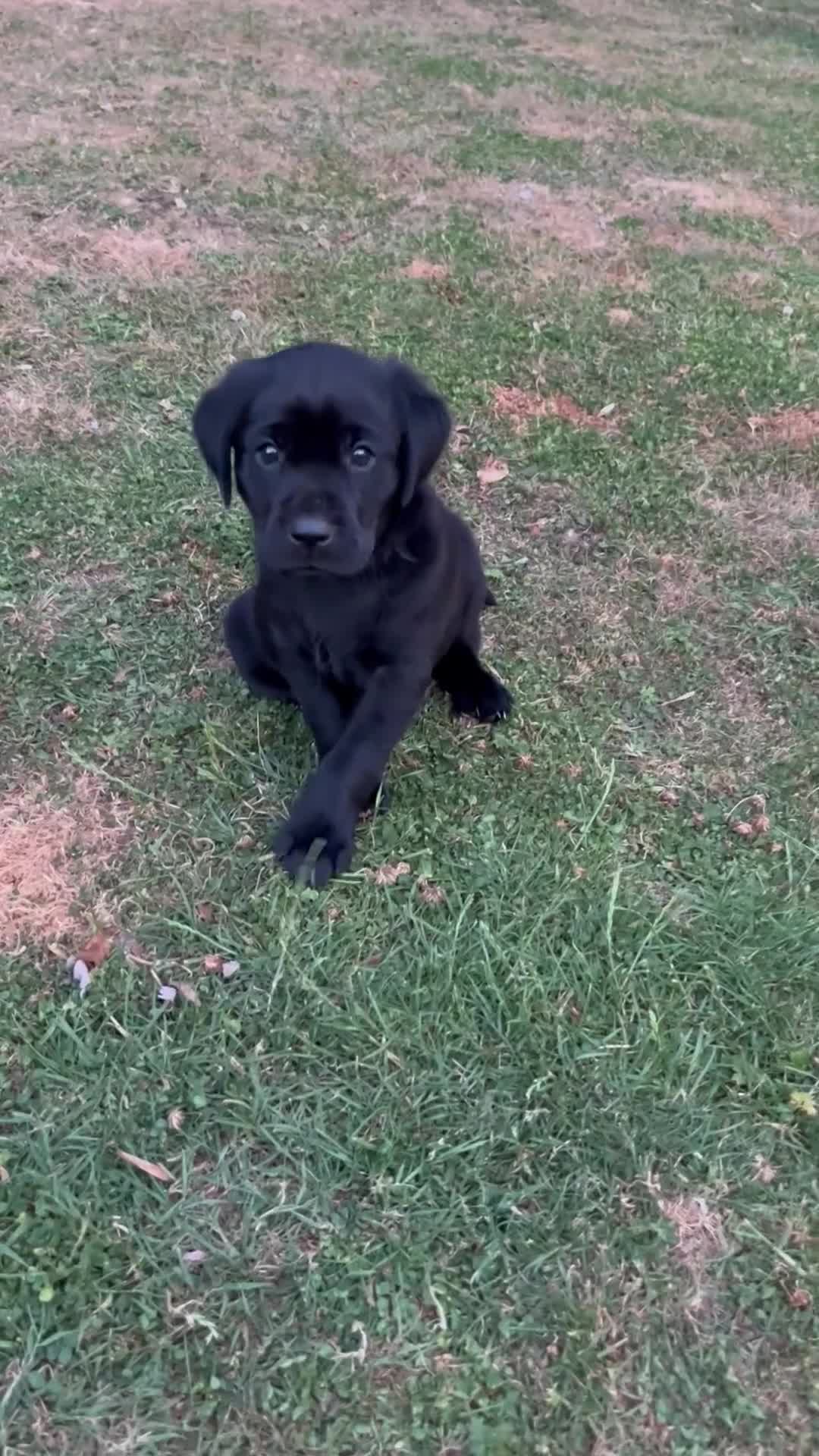 Labrador Retriever dogs for sale: Beautiful natured working Labradors  - Video 1