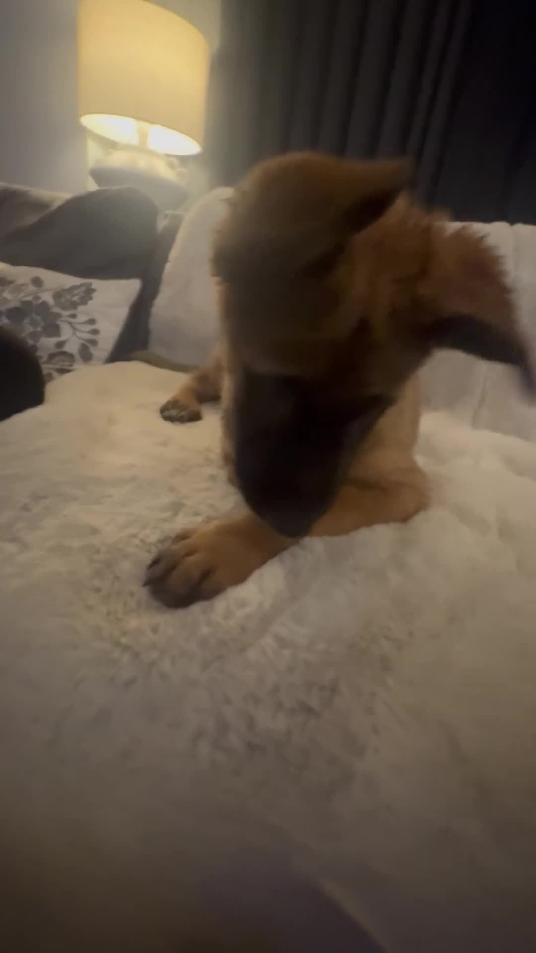 Mixed Breed dogs for sale: Belgian Malinois x German shepherd - Video 2