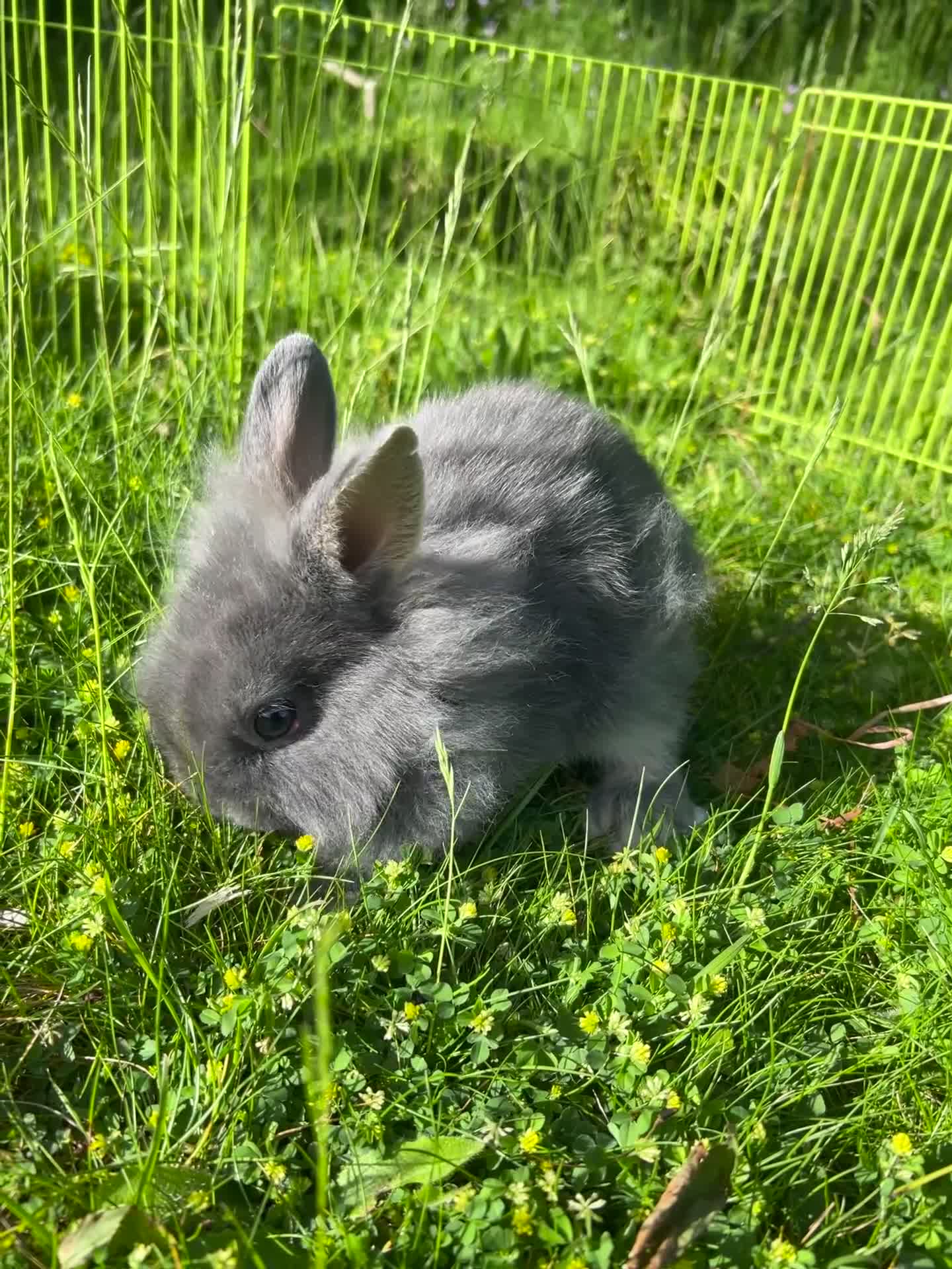 Lionhead rabbits for sale: Lionhead dwarf baby rabbit - ready to go now :)   - Video 2