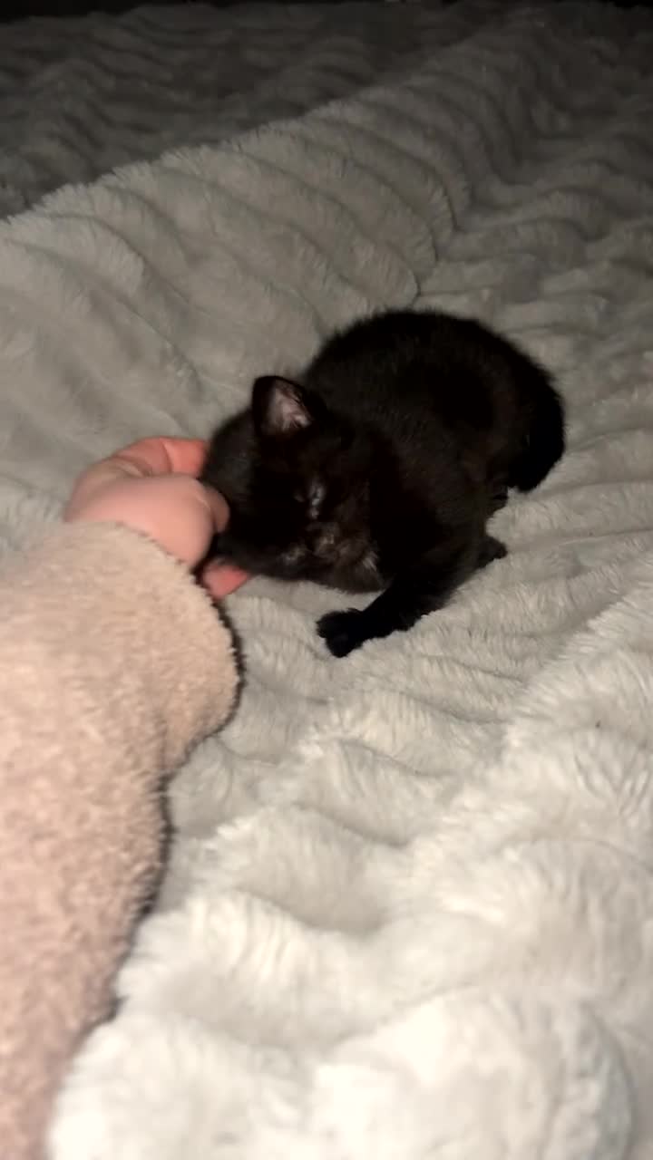 Mixed Breed cats for sale: 4 Tabby’s and 1 Black kitten for sale!  - Video 1