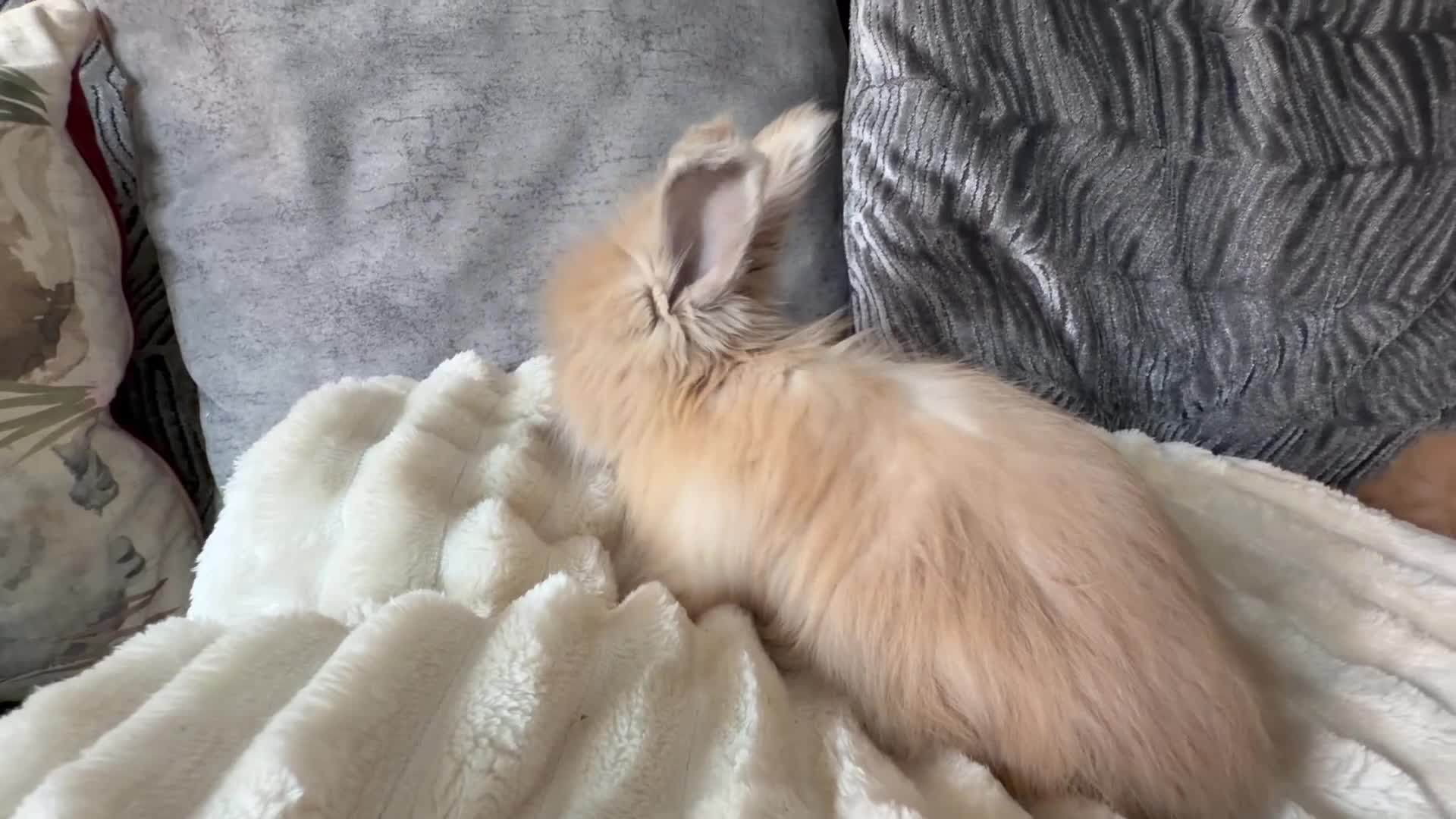 Angora rabbits for sale: Angora collection Ready - Video 1