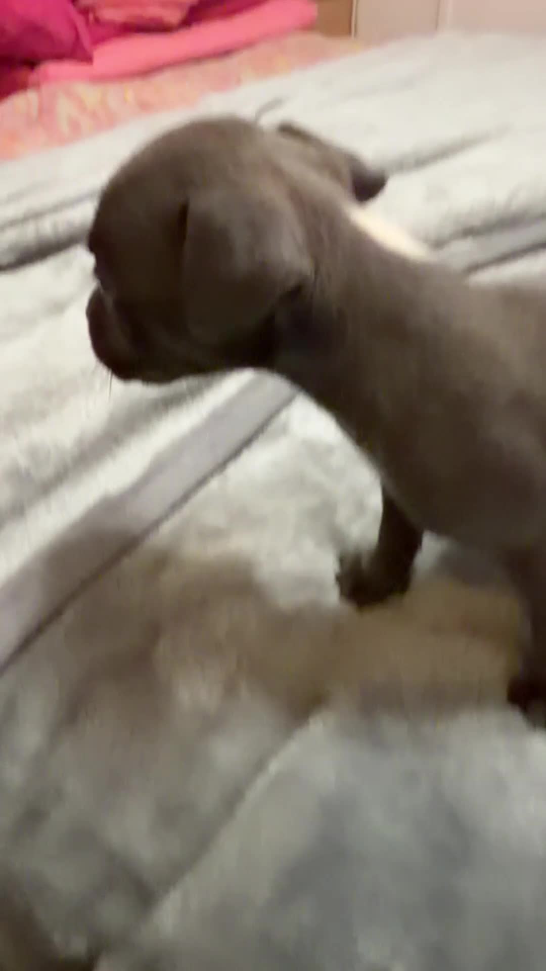 Staffordshire Bull Terrier dogs for sale: Five staff pups looking for a forever homer in Cambridge - Video 1