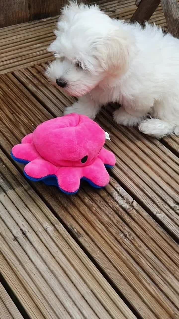 Maltese dogs for sale: 🌟KC Registered Maltese Puppy One Boy available - Video 2