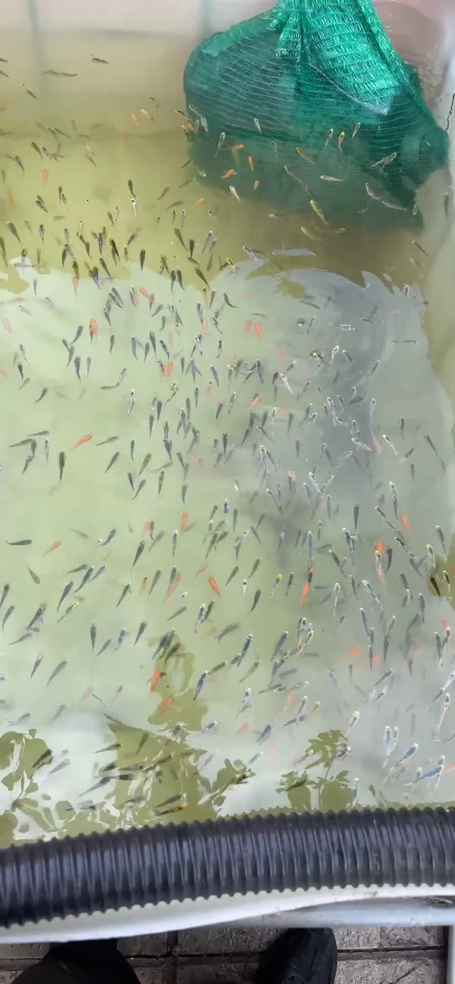 Koi Carp fish for sale: Koi fry mixed varieties  in Twickenham - Video 1