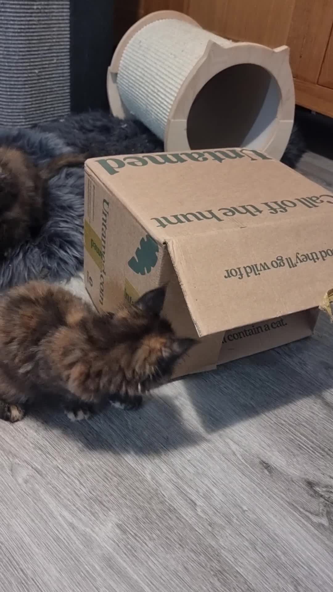 Maine Coon cats for sale: Pedigree GCCF Registered Maincoon Kittens - Video 4