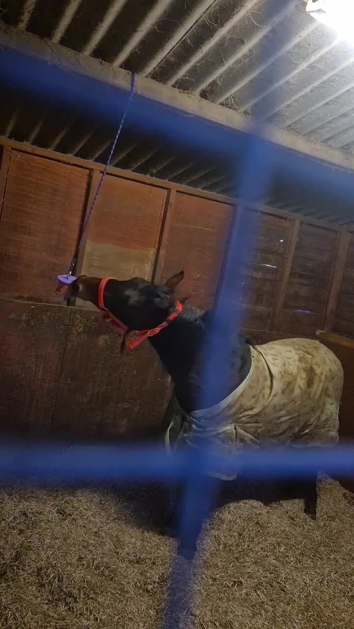 New Forest horses for sale: ✨️Ocknell way out west✨️ in Nottingham - Video 2