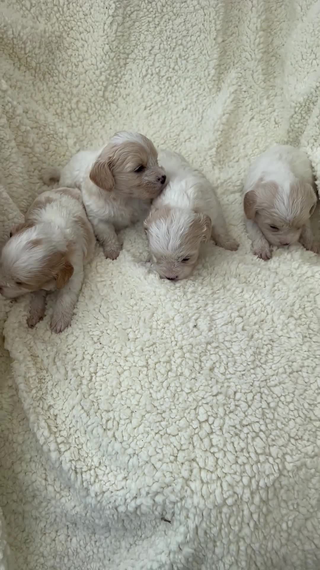 Cavachon dogs for sale: Beautiful Cavashon puppies  - Video 1