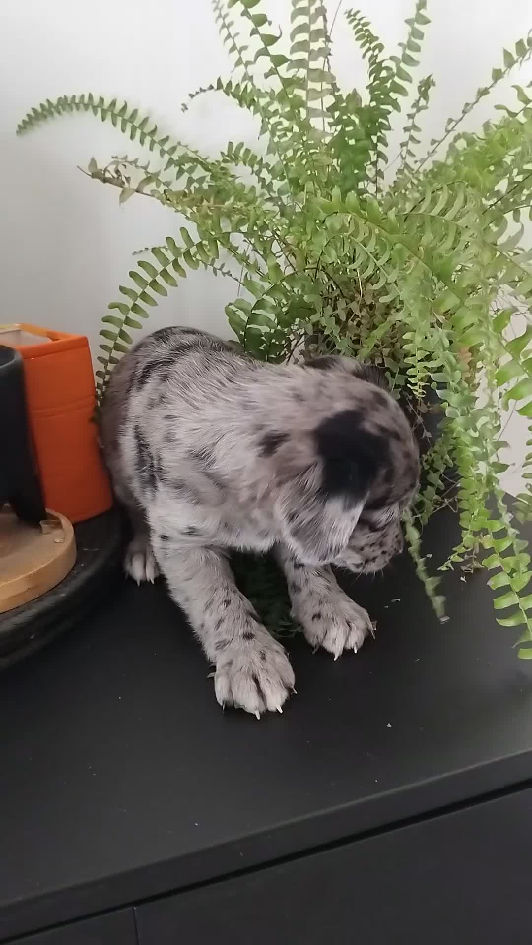 Cockapoo dogs for sale: 🐾 Beautiful Cockapoo Puppies 🐾75%cocker25%poodle - Video 4