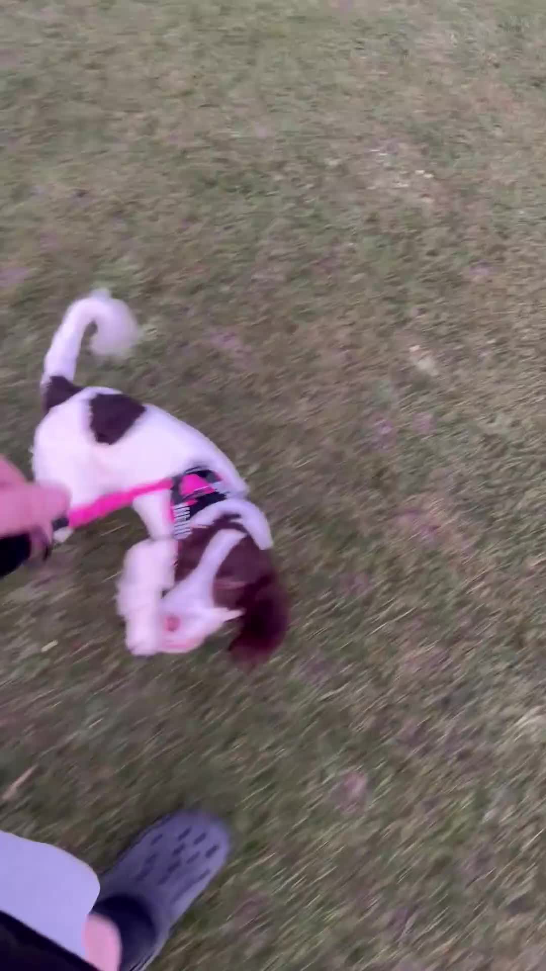 Sprocker dogs for sale:  sprocker spaniel  - Video 1