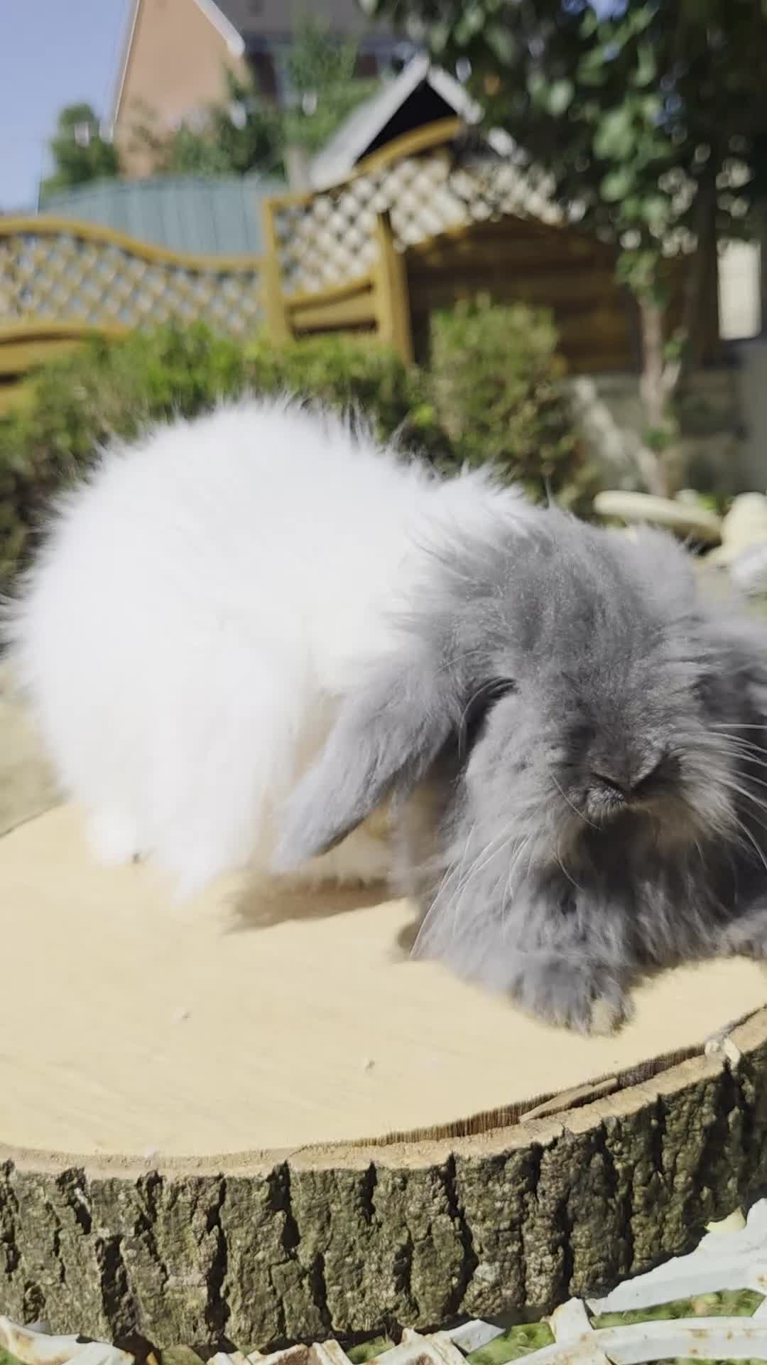 Angora rabbits for sale: Teddywidders ready to go now  - Video 2