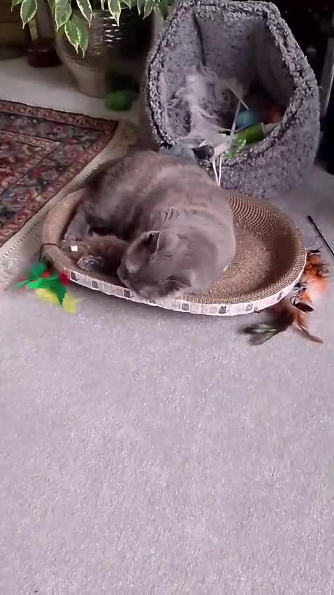 British Shorthair cats for sale: British Shorthair needs rehoming  in Hull - Video 1