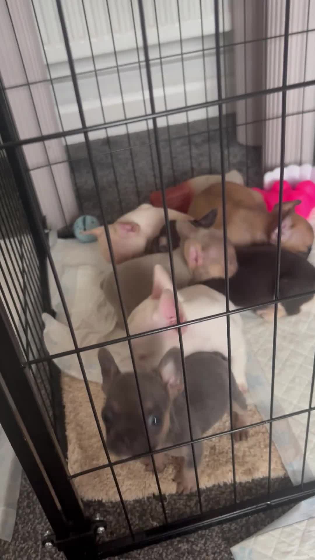 French Bulldog dogs for sale: Beautiful French bulldog puppies  - Video 1