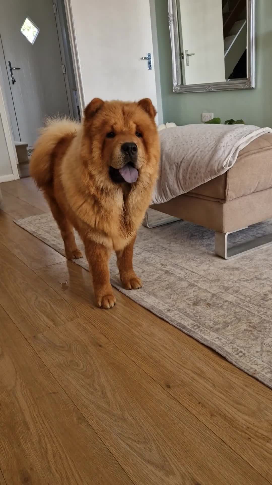 Chow Chow dogs for stud: Chow Chow available for Stud - Video 1