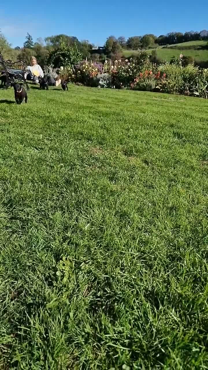 Labrador Retriever dogs for sale: Black Labrador Puppies, Kennel Club Registered - Video 2