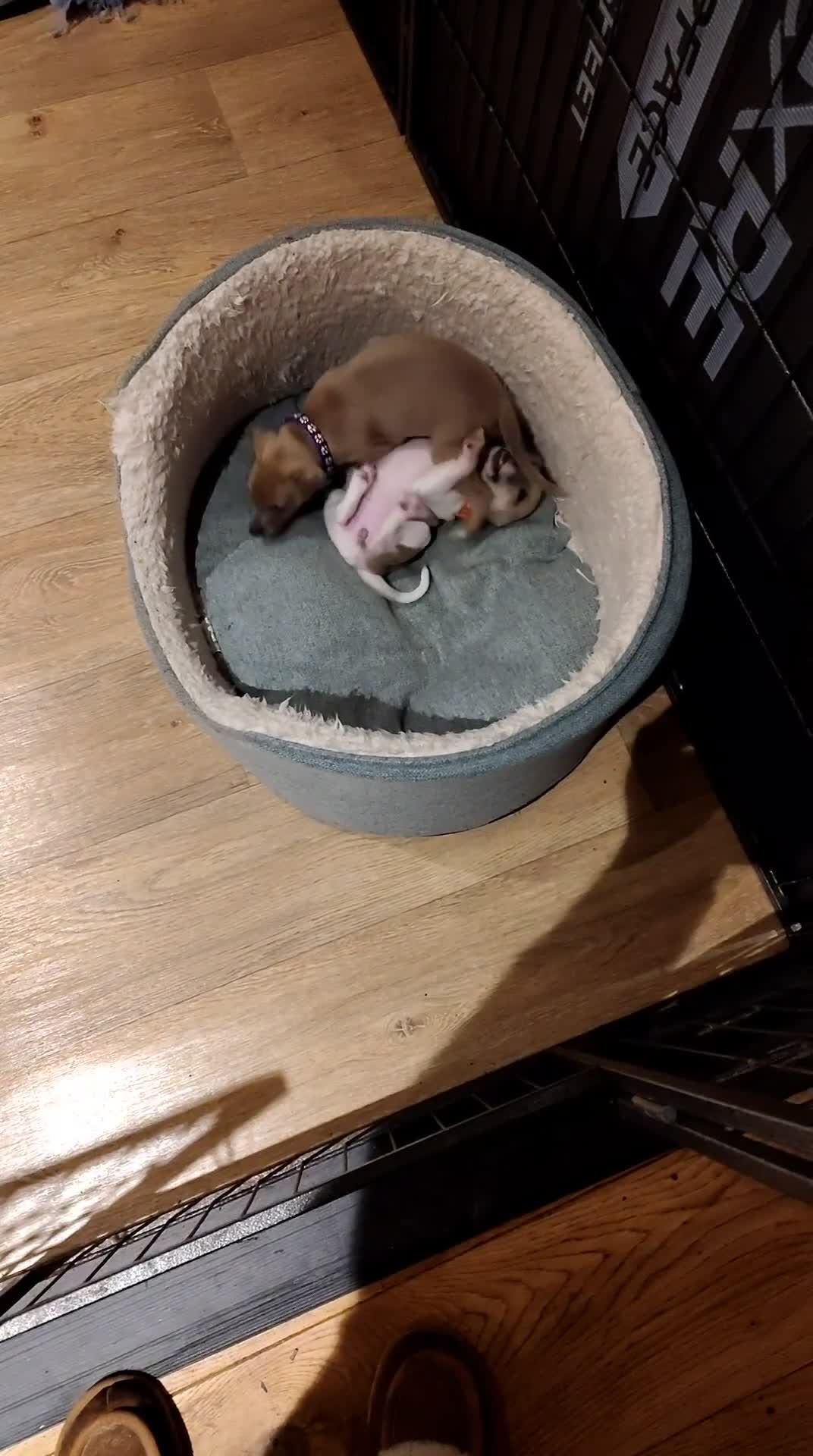 Italian Greyhound dogs for sale: 3/4 Italian Greyhound & 1/4 Whippet Puppies - Video 2