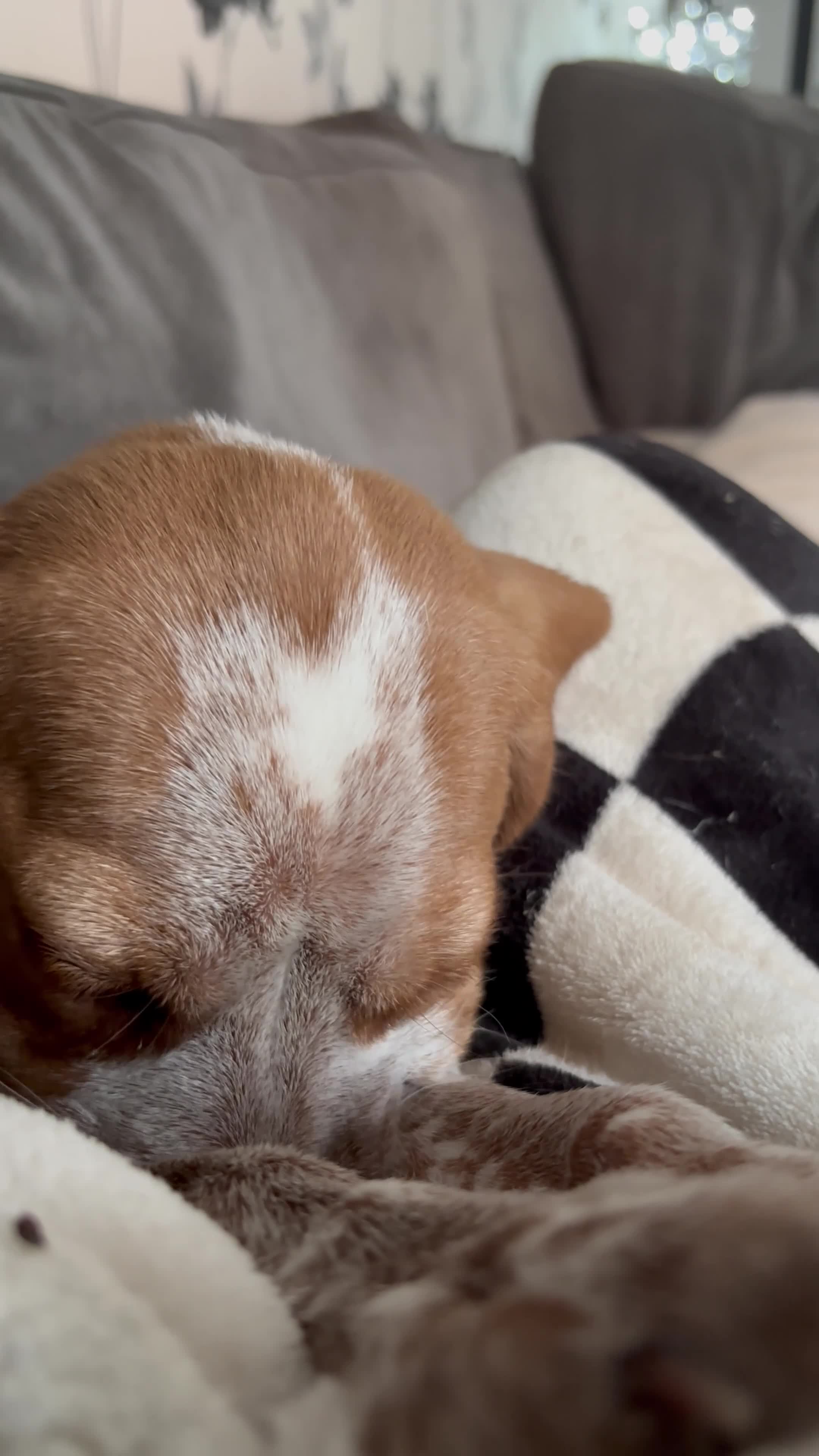 Mixed Breed dogs for sale: 6 month old pup  - Video 3
